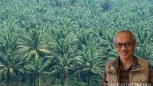 Gubernur Kalbar Harus Bertindak Tegas Terhadap Perusahaan Sawit Yang Beroperasi Diluar HGU.