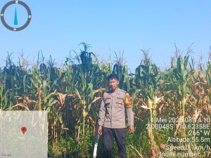 Bhabinkamtibmas Polsek Marau Laksanakan Pengecekan Tanaman Jagung Hibrida Secara Tumpang Sari Di Lahan Pt Sinar Mas