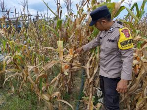 Polsek Matan Hilir Selatan Laksanakan Pengecekan Pertumbuhan Tanaman Jagung Hibrida di PT PSL