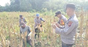 Bintara Pengerak Ketahanan Pangan Polsek Sandai Mengikuti Panen Perdana Jagung Hibrida  Mei 04, 2025  
