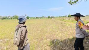 Polsek Delta Pawan Polres Ketapang Laksanakan Pengecekan Pertumbuhan Tanaman Jagung Hibrida di Lokasi Desa Kalinilam