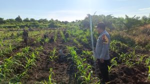 Bhabinkamtibmas Polsek Muara Pawan Bripka Herland cek Pertumbuhan Jagung Hibrida di Dusun Kali Baru