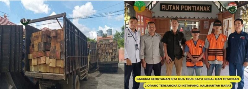 2 Orang ditangkap dan Menjadi Tersangka Karena Kayu Ilegal di Ketapang