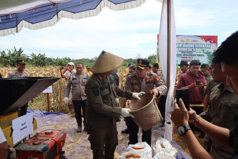 Kapolres Ketapang Bersama Forkopimda Gelar Panen Raya Jagung di Kecamatan Kendawangan