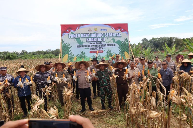 Dandim 1203 Ketapang Letkol Abu Hanifah, Bersama Forkopimda Gelar Panen Raya Jagung di Kecamatan Kendawangan