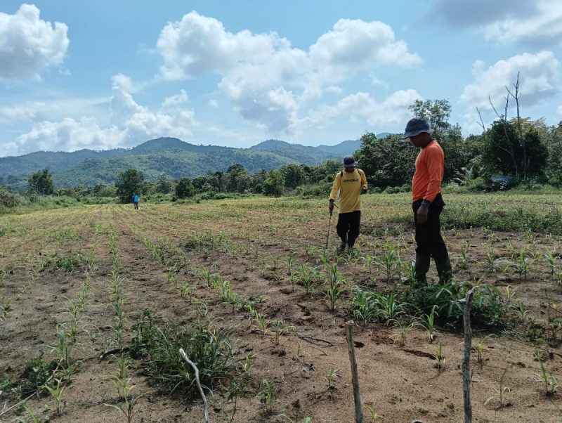 Kanit Binmas Polsek Nanga Tayap Laksanakan Pemantauan Perkembangan Tanaman Jagung Hibrida di Dusun Sumber Periangan