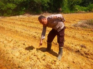 Kanit Samapta Polsek Simpang Dua Cek Perkembangan Tanaman Jagung Hibrida di Desa Mekar Raya