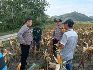 10 Hektar Jagung Hibrida di Nanga Tayap Siap Panen, Kapolres Tinjau Lahan