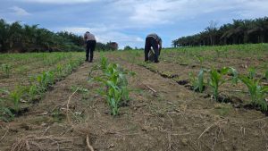 Bhabinkamtibmas Polsek Marau Bersama Poktan Upas Makmur Laksanakan Pemupukan Lahan Jagung Hibrida di Desa Harapan Baru