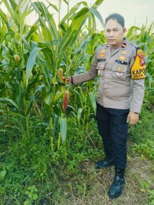 Kapolsek Delta Pawan Cek Perkembangan Tanaman Jagung Hibrida di Lahan Kelompok Tani Nilam 2