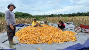 Kapolsek Nanga Tayap Bersama Bhabinkamtibmas Panen Jagung Hibrida di Desa Lembah Hijau 2