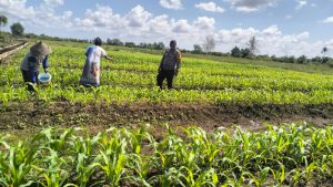Kapolsek Matan Hilir Selatan Cek Tanaman Jagung Hibrida Poktan Gaya Baru di Desa Sungai Pelang
