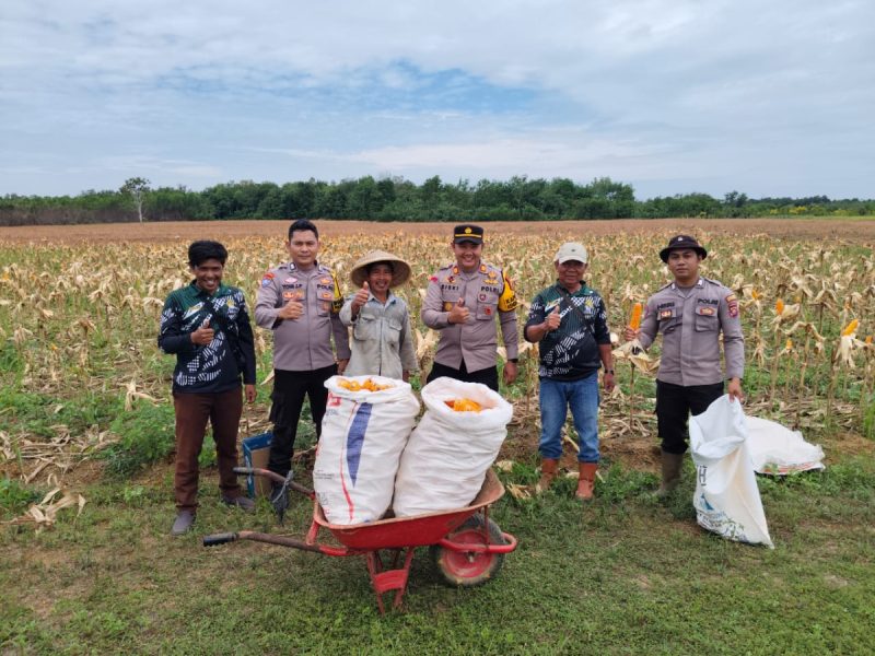 Kapolsek Kendawangan AKP Riski Arifianto Panen Jagung Hibrida di Desa Mekar Utama