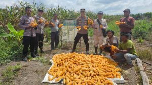 Kapolsek Manis Mata Panen Jagung Hibrida Bersama Kelompok Tani Teratai Nusantara