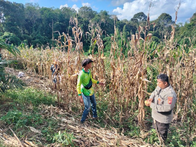 Kanit Binmas Polsek Jelai Hulu Panen Jagung Hibrida di Desa Periangan Kecamatan Jelai Hulu