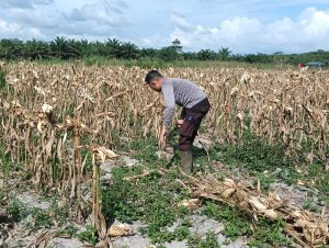Bhabinkamtibmas Polsek Nanga Tayap Dampingi Pengelolaan Ulang Lahan Jagung Pasca Panen di Desa Simpang Tiga Sembelangaan