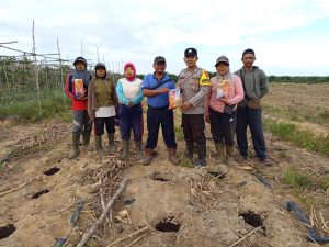 Bhabinkamtibmas Polsek Matan Hilir Selatan Laksanakan Penanaman Jagung Hibrida di Lahan PT. PSL