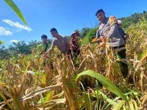 Kapolsek Nanga Tayap Panen Jagung Hibrida Bersama Kelompok Tani “Maju Bersama”