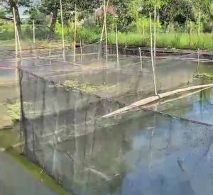 Warga Binaan Lapas Ketapang Pasang Waring untuk Budidaya Ikan Lele